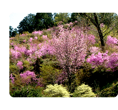 ピンクの花